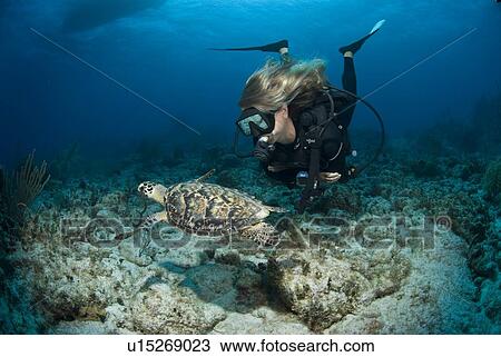 Stock Image - Hawksbill Turtle (Eretmochelys imbriocota), swimming over reef with scuba diver, Little Cayman Island, Cayman Island, Caribbean. Fotosearch