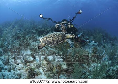 Hawksbill Turtle (Eretmochelys imbriocota), swimming over coral reef with underwater photographer in background, Cayman Brac, Cayman Islands, Caribbean View Large Photo Image Stock Image - Hawksbill Turtle (Eretmochelys imbriocota), swimming over coral reef with underwater photographer in background, Cayman Brac, Cayman Islands, Caribbean. Fotosearch