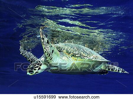 Stock Photo - Hawksbill Turtle (Eretmochelys Imbricata). Marsa Alarm, Egypt, Red Sea.. Fotosearch