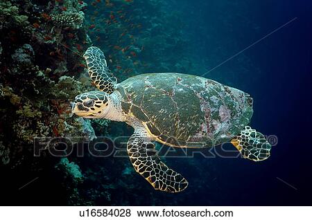 Hawksbill turtle (Eretmochelys imbricata) Species Critically Endangered. Woodhouse Reef; Sharm El Sheikh; South Sinai; Red Sea; Egypt View Large Photo Image Stock Photo - Hawksbill turtle (Eretmochelys imbricata) Species Critically Endangered. Woodhouse Reef; Sharm El Sheikh; South Sinai; Red Sea; Egypt. Fotosearch