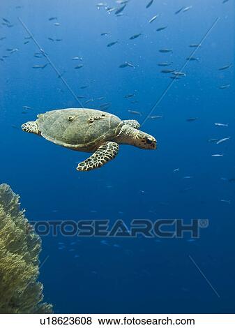 Stock Photo - Hawksbill turtle (Eretmochelys imbricata). Shark Observatory, Ras Mohamed National Park, Sharm El Sheikh, South Sinai, Egypt.. Fotosearch