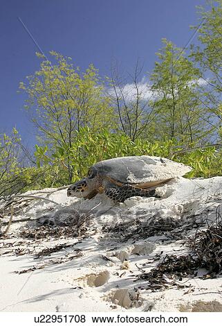Hawksbill turtle (Eretmochelys imbricata) - adult female returning to sea after laying eggs in the sand. Bird Island, Seychelles, Indian Ocean. View Large Photo Image Stock Photo - Hawksbill turtle (Eretmochelys imbricata) - adult female returning to sea after laying eggs in the sand. Bird Island, Seychelles, Indian Ocean. . Fotosearch