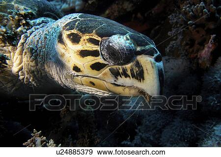 Hawksbill Turtle (Eretmochelys Imbricata). A Hawksbill turtle catching a snack in soft corals. Brother Islands, Red Sea. View Large Photo Image Stock Photo - Hawksbill Turtle (Eretmochelys Imbricata). A Hawksbill turtle catching a snack in soft corals. Brother Islands, Red Sea.. Fotosearch