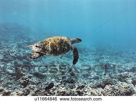 Hawksbill Turtle (Eretmochelys imbricata). Grande Súur, Seychelles, Indian Ocean View Large Photo Image Stock Photograph - Hawksbill Turtle (Eretmochelys imbricata). Grande Súur, Seychelles, Indian Ocean. Fotosearch