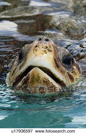 Head detail of green sea turtle (Chelonia mydas) while breathing, endangered species, photo taken in captivity at Tamar Project in Regencia, southeast Brazil View Large Photo Image Stock Photo - Head detail of green sea turtle (Chelonia mydas) while breathing, endangered species, photo taken in captivity at Tamar Project in Regencia, southeast Brazil. Fotosearch