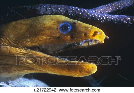 Head of yellow Golden Moray Eel with mouth open at night. Bonaire. View Large Photo Image Stock Image - Head of yellow Golden Moray Eel with mouth open at night. Bonaire.. Fotosearch
