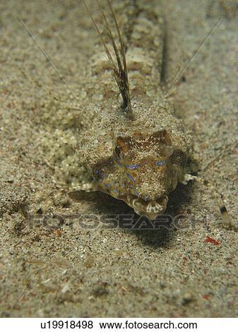 head on shot of a Flying Gurnard ( Dactylopena o. Dactylopterus ) blending with the sand colour. Sabang Beach. Philippines. Taken 2007 View Large Photo Image Stock Photo - head on shot of a Flying Gurnard ( Dactylopena o. Dactylopterus ) blending with the sand colour. Sabang Beach. Philippines. Taken 2007. Fotosearch