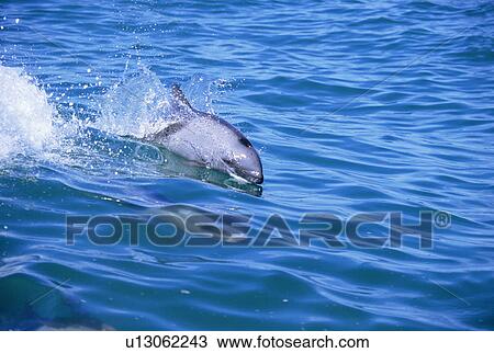 Stock Image - Heaviside's dolphin ( Cephalorhynchus heavisidii) surfing. Lamberts Bay, South Africa. Fotosearch