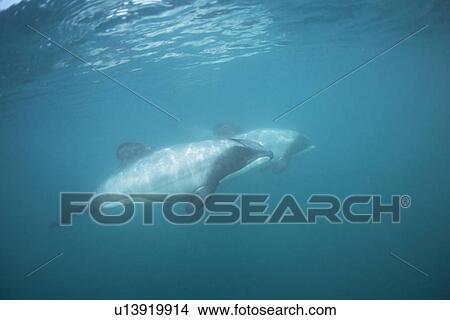 Picture - Hectors Dolphin (Cephalorhynchus hectori). Two underwater in dappled light. Akaroa, New Zealand.. Fotosearch