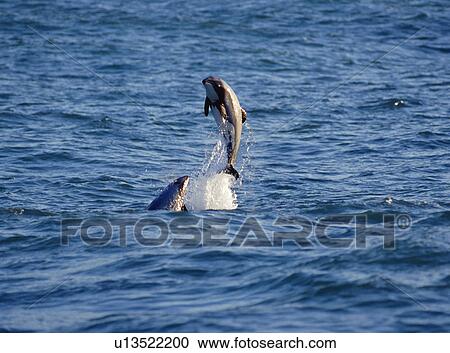Stock Image - Hector's dolphin (Cephalorhynchus hectori) leaping. Akaroa, New Zealand.. Fotosearch