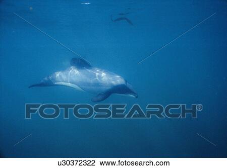 Stock Image - Hector's dolphin (Cephalorhynchus hectori) underwater. Akaroa, New Zealand.. Fotosearch