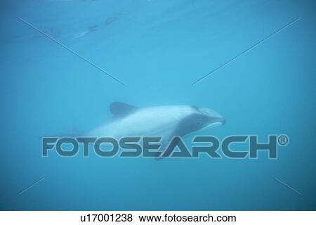 Hectors Dolphin (Cephalorhynchus hectori). Underwater, showing characteristic dorsal fin. Akaroa, New Zealand. View Large Photo Image Stock Photo - Hectors Dolphin (Cephalorhynchus hectori). Underwater, showing characteristic dorsal fin. Akaroa, New Zealand.. Fotosearch