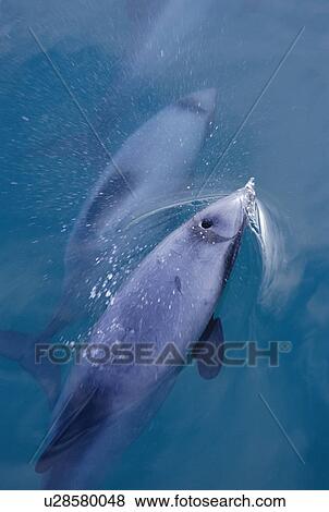 Hector's dolphin (Cephalorhynchus hectori) surfacing Akaroa, New Zealand. View Large Photo Image Stock Photo - Hector's dolphin (Cephalorhynchus hectori) surfacing Akaroa, New Zealand.. Fotosearch