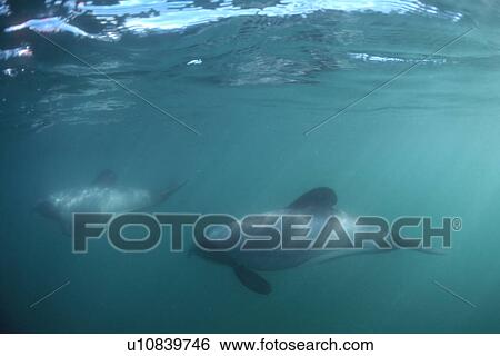Stock Photograph - Hectors Dolphin (Cephalorhynchus hectori). Two underwater, showing characterisitic dorsal fin. Akaroa, New Zealand.. Fotosearch