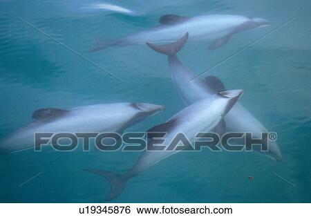 Stock Photograph - Hector's dolphin (Cephalorhynchus hectori) thru' the surface. Akaroa, New Zealand.. Fotosearch
