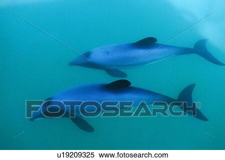 Hectors dolphin (Cephalorhynchus hectori) - mother and juvenile. Akaroa, New Zealand Akaroa, New Zealand View Large Photo Image Stock Photography - Hectors dolphin (Cephalorhynchus hectori) - mother and juvenile. Akaroa, New Zealand Akaroa, New Zealand. Fotosearch