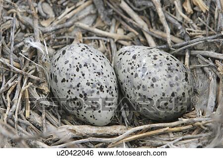 Heermanns Gull (Larus heermanni) eggs laid on their breeding grounds on Isla Rasa in the middle Gulf of California (Sea of Cortez), Mexico. 95â0of the worlds population of this species nests on this tiny island. View Large Photo Image Stock Photograph - Heermanns Gull (Larus heermanni) eggs laid on their breeding grounds on Isla Rasa in the middle Gulf of California (Sea of Cortez), Mexico. 95â0of the worlds population of this species nests on this tiny island.. Fotosearch