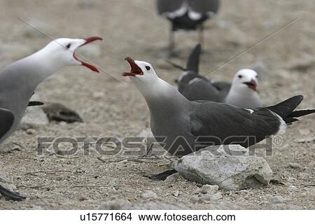 Picture - Heermanns Gull (Larus heermanni) mating ritual on their breeding grounds on Isla Rasa in the middle Gulf of California (Sea of Cortez), Mexico. 95% of the worlds population of this species nests on this tiny island. Gulf of California (Sea of Cortez), Mex. Fotosearch