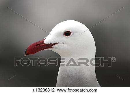 Heermann's Gull (Larus heermanni) on their breeding grounds on Isla Rasa in the middle Gulf of California (Sea of Cortez), Mexico. 95% of the world's population of this species nests on this tiny island. View Large Photo Image Stock Image - Heermann's Gull (Larus heermanni) on their breeding grounds on Isla Rasa in the middle Gulf of California (Sea of Cortez), Mexico. 95% of the world's population of this species nests on this tiny island.. Fotosearch
