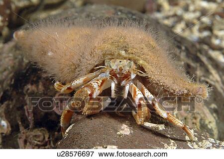 Stock Photo - Hermit Crab Hydroid (Hydractinia echinata), on shell of Common hermit crab (Pagarus bernhardus), St Abbs, Scotland, UK North Sea. Fotosearch