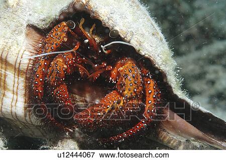 Stock Photo - Hermit crab, Mabul, South Eastern, Sabah, Malaysia. Fotosearch
