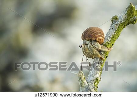 Hermit crab on branch. Galapagos. (rr) View Large Photo Image Stock Image - Hermit crab on branch. Galapagos. (rr). Fotosearch