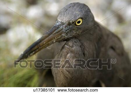 Stock Image - Heron, Butorides sp., Rongelap, Marshall Islands, Micronesia. Fotosearch