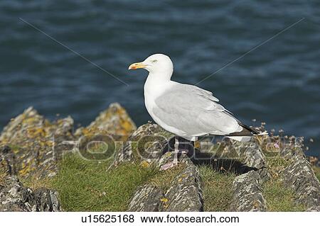 Herring gull (Larus argentatus) Cardigan Bay, West Wales, UK View Large Photo Image Stock Photo - Herring gull (Larus argentatus) Cardigan Bay, West Wales, UK. Fotosearch