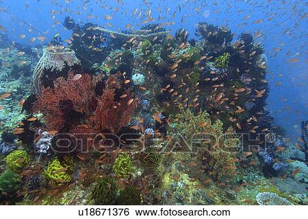 Highly diverse coral head, including hard and soft corals, feather stars, and anthias, Kilima steps, Puerto Galera, Mindoro, Philippines View Large Photo Image Stock Photograph - Highly diverse coral head, including hard and soft corals, feather stars, and anthias, Kilima steps, Puerto Galera, Mindoro, Philippines. Fotosearch