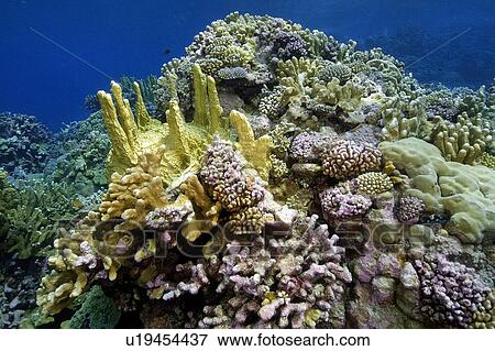 Stock Photo - Highly diverse coral reef, mainly fire coral, Millepora platyphylla, and cauliflower coral, Pocillopora meandrina, Namu atoll, Marshall Islands (N. Pacific). Fotosearch