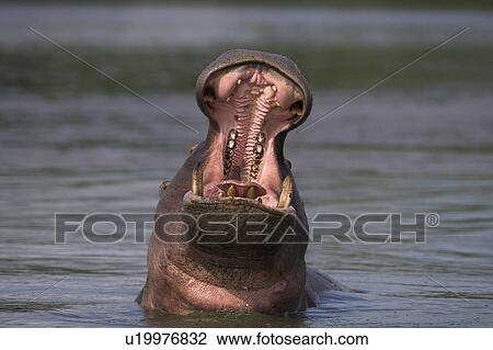 Stock Image - Hippo (Hippopotamus amphibius) yawning. Kruger National Park, Mpumalanga, South Africa. Fotosearch