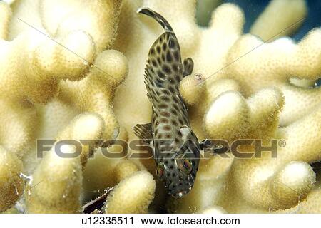 Stock Image - Honeycomb grouper, Epinephelus merra, Rongelap, Marshall Islands, Micronesia. Fotosearch