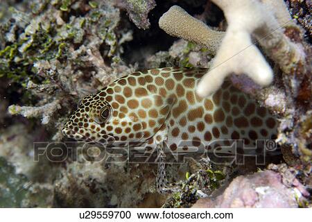 Honeycomb Grouper (Epinephelus merra) Ailuk atoll, Marshall Islands, Pacific View Large Photo Image Stock Image - Honeycomb Grouper (Epinephelus merra) Ailuk atoll, Marshall Islands, Pacific. Fotosearch