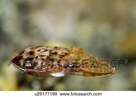 Stock Photo - Hooded Cuttlefish (Sepia prashadi). Red Sea.. Fotosearch