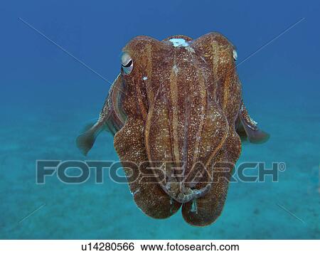 Hooded cuttlefish (Sepia prashadi) allowing a close up. Na'ama Bay, Sharm El Sheikh, South Sinai, Red Sea, Egypt. View Large Photo Image Stock Photograph - Hooded cuttlefish (Sepia prashadi) allowing a close up. Na'ama Bay, Sharm El Sheikh, South Sinai, Red Sea, Egypt.. Fotosearch