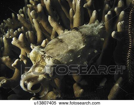 Hooded Cuttlefish (Sepia prashadi) taken from above. Night Dive. Malapscua Island. Philippines. (2007) View Large Photo Image Stock Photography - Hooded Cuttlefish (Sepia prashadi) taken from above. Night Dive. Malapscua Island. Philippines. (2007). Fotosearch
