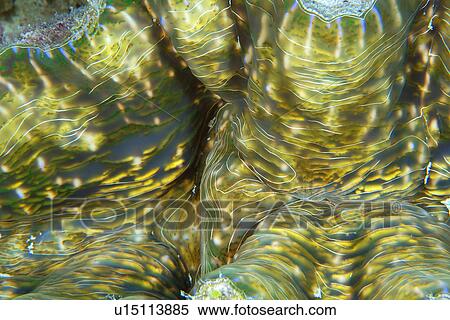 Stock Photography - Horseshoe Clam (Hippopus hippopus) mantle detail, Namu atoll, Marshall Islands (N. Pacific). Fotosearch