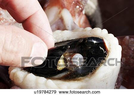 Humbolt Squid (Dosidicus gigas) Dissection - close-up details showing beak, Gulf of California (Sea of Cortez), Mexico. View Large Photo Image Stock Photo - Humbolt Squid (Dosidicus gigas) Dissection - close-up details showing beak, Gulf of California (Sea of Cortez), Mexico.. Fotosearch
