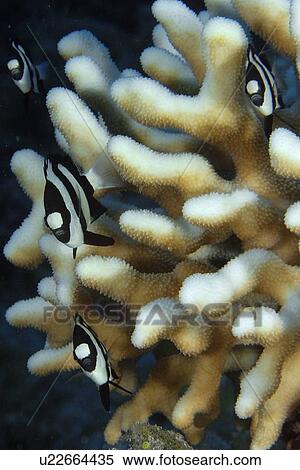 Humbug dascyllus, Dascyllus aruanus, sheltered in cat's paw coral, Acropora palifera, Namu atoll, Marshall Islands (N. Pacific) View Large Photo Image Stock Photography - Humbug dascyllus, Dascyllus aruanus, sheltered in cat's paw coral, Acropora palifera, Namu atoll, Marshall Islands (N. Pacific). Fotosearch