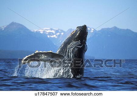 Humpback Whale calf (Megaptera novaeangliae) breaching in Icy Strait, Southeast Alaska, USA. Pacific Ocean. View Large Photo Image Stock Photo - Humpback Whale calf (Megaptera novaeangliae) breaching in Icy Strait, Southeast Alaska, USA. Pacific Ocean.. Fotosearch
