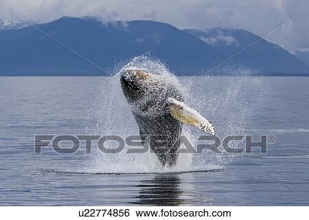 Stock Photograph - Humpback whale calf (Megaptera novaeangliae) breaching in south Frederick Sound, Southeast Alaska, USA. Pacific Ocean. Note the high number of barnacles on this calf's head and rostrum.. Fotosearch