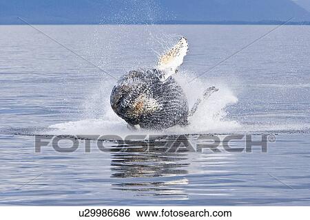Humpback whale calf (Megaptera novaeangliae) breaching in south Frederick Sound, Southeast Alaska, USA. Pacific Ocean. Note the high number of barnacles on this calf's head and rostrum. View Large Photo Image Stock Photograph - Humpback whale calf (Megaptera novaeangliae) breaching in south Frederick Sound, Southeast Alaska, USA. Pacific Ocean. Note the high number of barnacles on this calf's head and rostrum.. Fotosearch