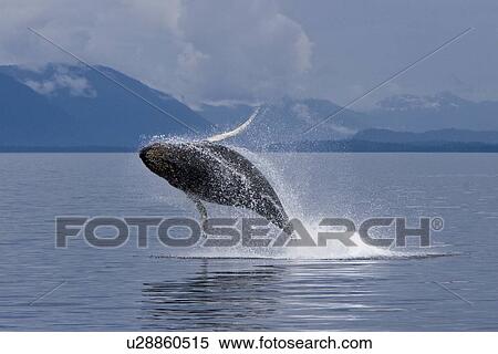 Humpback whale calf (Megaptera novaeangliae) breaching in south Frederick Sound, Southeast Alaska, USA. Pacific Ocean. Note the high number of barnacles on this calf's head and rostrum. View Large Photo Image Stock Photography - Humpback whale calf (Megaptera novaeangliae) breaching in south Frederick Sound, Southeast Alaska, USA. Pacific Ocean. Note the high number of barnacles on this calf's head and rostrum.. Fotosearch