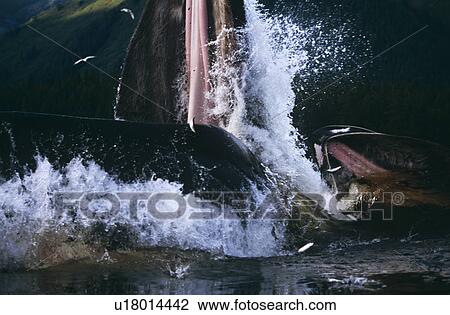 Humpback Whale feeding (Megaptera novaeangliae). View Large Photo Image Stock Image - Humpback Whale feeding (Megaptera novaeangliae).. Fotosearch