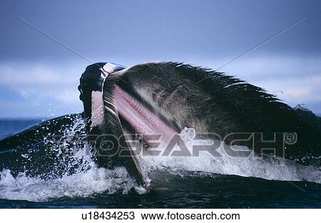 Stock Image - Humpback Whale feeding (Megaptera novaeangliae). Chatham Strait, S. E. Alaska. Fotosearch