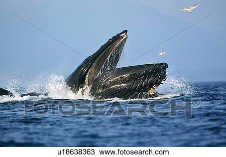 Humpback Whale feeding (Megaptera novaeangliae). View Large Photo Image Stock Image - Humpback Whale feeding (Megaptera novaeangliae).. Fotosearch