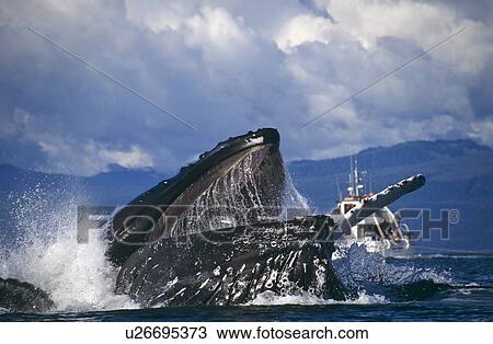 Stock Image - Humpback Whale feeding (Megaptera novaeangliae). Chatham Straits, S. E. Alaska. Fotosearch