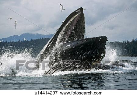 Stock Photo - Humpback Whale feeding (Megaptera novaeangliae).. Fotosearch