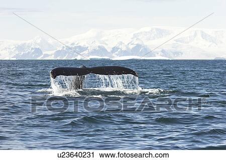 Humpback Whale (Megaptera novaeanglia) Fluke-up Dive, Antarctica. View Large Photo Image Stock Image - Humpback Whale (Megaptera novaeanglia) Fluke-up Dive, Antarctica.. Fotosearch
