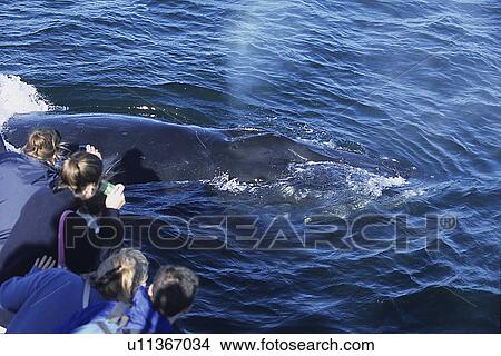 Humpback whale, Megaptera novaeangliae, being friendly or curious towards whale watch boat, surfacing or spouting, blowing next a boat full of people, Monterey bay, California, USA, Pacific ocean, national marine sanctuary, endangered View Large Photo Image Picture - Humpback whale, Megaptera novaeangliae, being friendly or curious towards whale watch boat, surfacing or spouting, blowing next a boat full of people, Monterey bay, California, USA, Pacific ocean, national marine sanctuary, endangered. Fotosearch